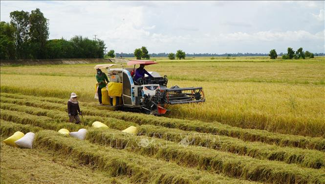 Nông dân vùng đầu nguồn tỉnh Đồng Tháp tranh thủ thu hoạch vụ lúa Hè thu để đón mùa nước nổi. Ảnh: Nhựt An - TTXVN