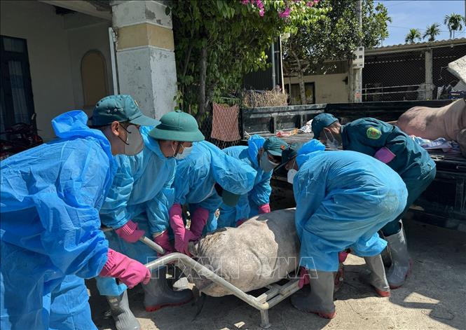Lực lượng chức năng vận chuyển lợn nhiễm dịch tả Châu phi đi tiêu hủy. Ảnh: Đinh Hương – TTXVN 