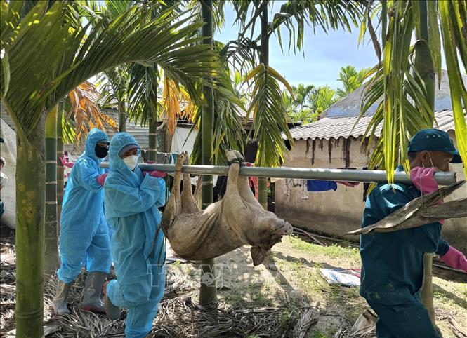Lực lượng chức năng vận chuyển lợn nhiễm dịch tả Châu phi đi tiêu hủy. Ảnh: Đinh Hương – TTXVN  