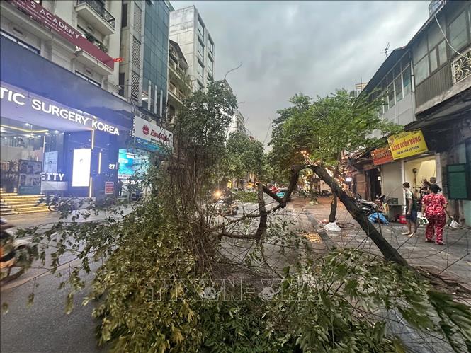 Gió giật mạnh khiến cây gãy đổ trên một số tuyến phố Hà Nội. Ảnh: Phạm Tuấn Anh - TTXVN