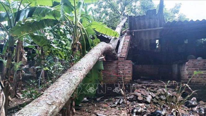 Một số nhà dân bị cây lớn gãy đổ, đè vào nhà và công trình phụ. Ảnh: TTXVN phát
