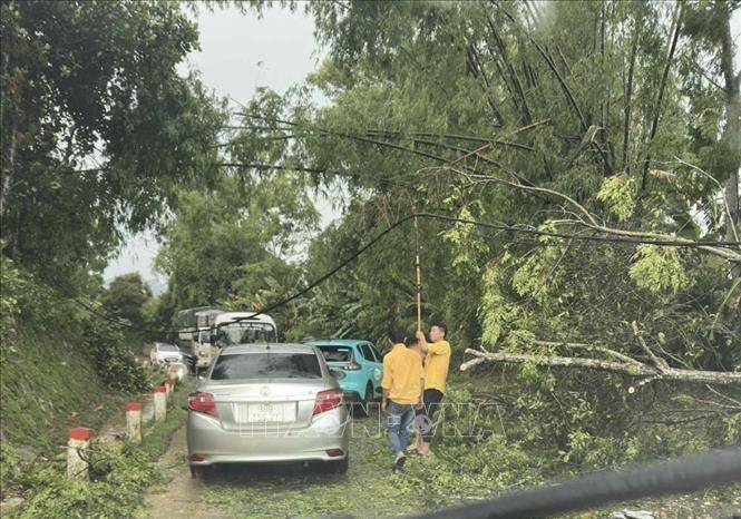 Nhiều tuyến đường giao thông bị ách tắc vì cây lớn gãy đổ. Ảnh: TTXVN phát