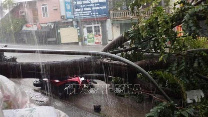 Một chiếc xe máy của người dân ở phường Nùng Trí Cao bị cây đổ đè trúng. Ảnh: TTXVN phát
