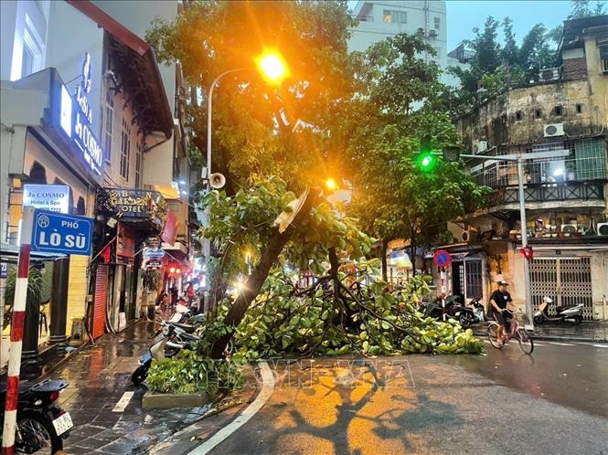 Cây đổ trên phố Lò Sũ. Ảnh: An Đăng - TTXVN