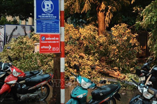Cây đổ phía trước Ngân hàng Nhà nước Việt Nam. Ảnh: Hoàng Hiếu - TTXVN