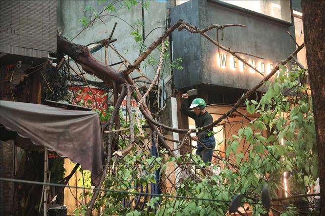 Cây đổ chắn ngang ngõ 22A Hai Bà Trưng, các hộ dân phải chặt bỏ để lấy lối đi lại. Ảnh: Hoàng Hiếu - TTXVN