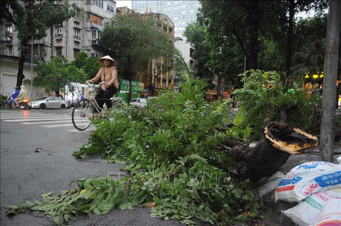 Gió giật mạnh khiến cây gãy đổ trên một số tuyến phố Hà Nội. Ảnh: Vũ Quang - TTXVN