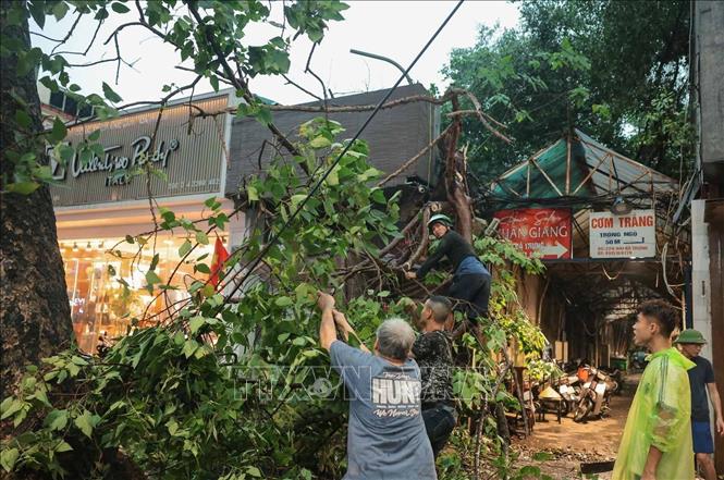 Cây đổ chắn ngang ngõ 22A Hai Bà Trưng, các hộ dân phải chặt bỏ để lấy lối đi lại. Ảnh: Hoàng Hiếu - TTXVN