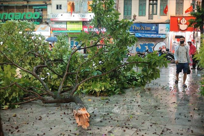Cây gãy phía trước Trung tâm Thông tin Văn hoá Hồ Gươm. Ảnh: Hoàng Hiếu - TTXVN
