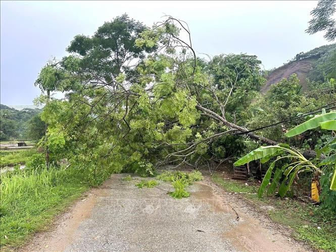 Dông lốc còn khiến cây cối bị gãy đổ. Ảnh: TTXVN phát