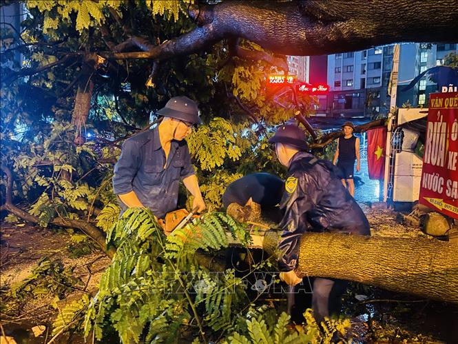 Lực lượng Ban Chỉ huy quân sự phường Hoàng Liệt cưa cây đổ, giải phóng đường tại khu đô thị Linh Đàm. Ảnh: Tuyết Mai - TTXVN