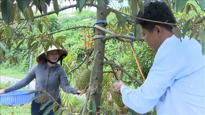 Gia đình bà Nguyễn Thị Nhi (xã Sơn Tây, tỉnh Quảng Ngãi) chăm sóc vườn sầu riêng 2ha trồng theo tiêu chuẩn VietGap. Ảnh: Hải Âu-TTXVN