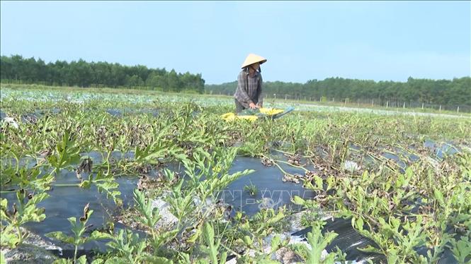 Nhiều nông dân xã Ba Gia (tỉnh Quảng Ngãi) trồng dưa hấu phủ bạt theo hướng VietGap. Ảnh: Hải Âu-TTXVN