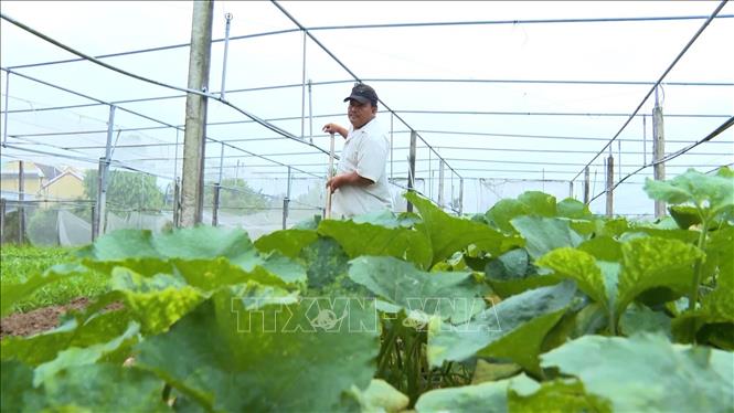 Ông Tiêu Văn Cầm (xã An Phú, tỉnh Quảng Ngãi) chọn việc canh tác rau theo hướng VietGap. Ảnh: Hải Âu-TTXVN