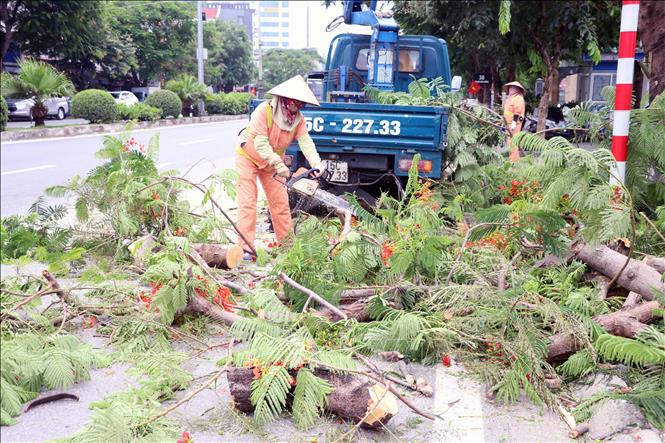 Lực lượng chức năng Hải Phòng cắt tỉa cây trên nhiều tuyến phố để phòng chống bão số 3. Ảnh: Hoàng Ngọc – TTXVN 