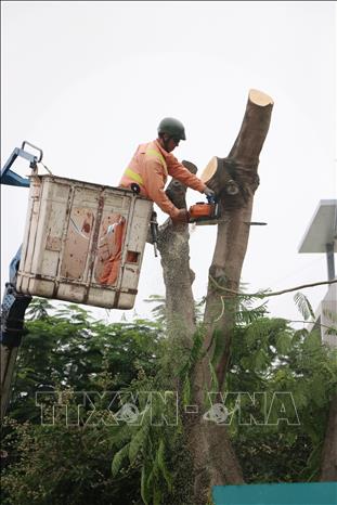 Lực lượng chức năng Hải Phòng cắt tỉa cây trên nhiều tuyến phố để phòng chống bão số 3. Ảnh: Hoàng Ngọc – TTXVN 