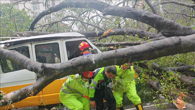 Cây cối gãy đổ do bão Wipha tại Thâm Quyến, tỉnh Quảng Đông, Trung Quốc. Ảnh: THX/TTXVN