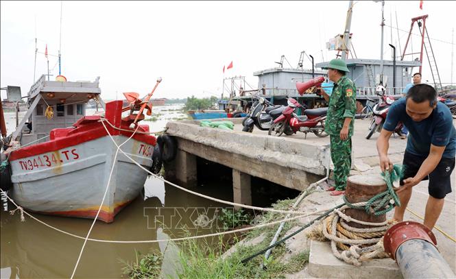 Ngư dân neo đậu tàu thuyền để tránh, trú bão tại cảng cá Tân Sơn (xã Thái Thụy, tỉnh Hưng Yên). Ảnh: Thế Duyệt – TTXVN