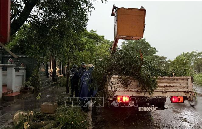 Dọn dẹp, phòng tránh trường hợp cây xanh gãy đổ khi bão đổ bộ. Ảnh: TTXVN phát