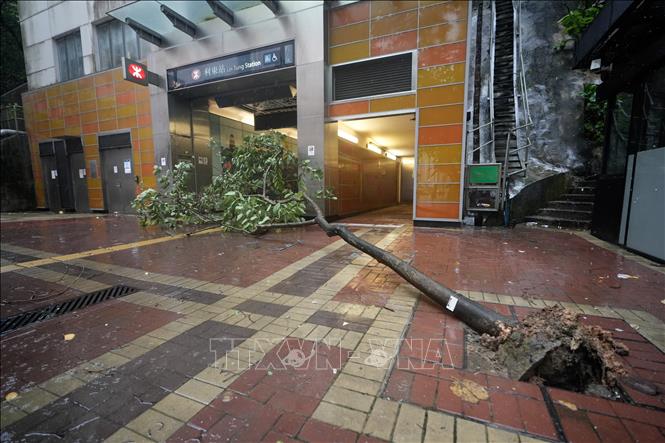 Cây đổ trong gió lớn do ảnh hưởng của bão Wipha tại Hong Kong, Trung Quốc. Ảnh: THX/TTXVN