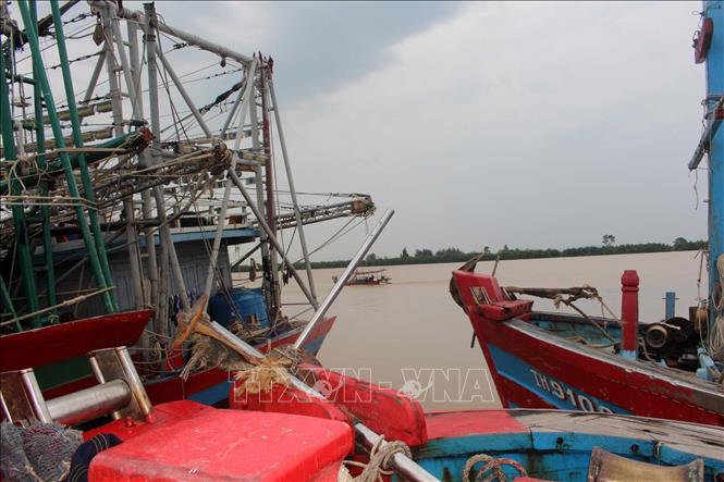 Tỉnh Thanh Hóa có 5.755 phương tiện/16.606 lao động đã vào nơi neo đậu, còn lại 800 phương tiện/3.974 lao động đang được hướng dẫn vào nơi tránh trú bão an toàn. Ảnh: Nguyễn Nam-TTXVN