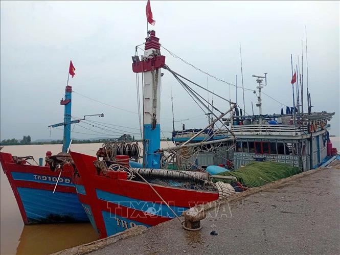 Tỉnh Thanh Hóa có 5.755 phương tiện/16.606 lao động đã vào nơi neo đậu, còn lại 800 phương tiện/3.974 lao động đang được hướng dẫn vào nơi tránh trú bão an toàn. Ảnh: Nguyễn Nam-TTXVN