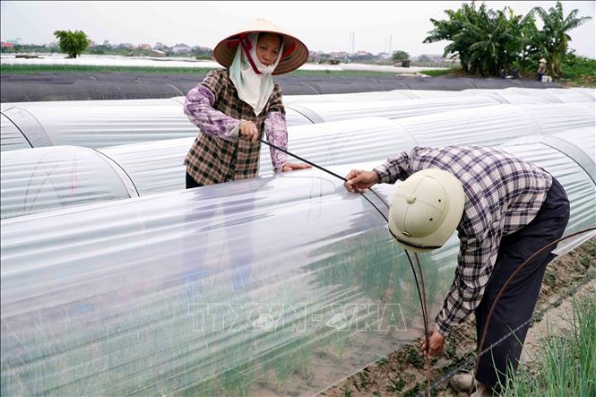 Người dân trồng màu ở xã Quỳnh Phụ, tỉnh Hưng Yên thay tấm nilong mới, che chắn cho rau màu chuẩn bị đến kỳ thu hoạch, ứng phó với bão sắp đổ bộ. Ảnh: Nguyễn Công Hải – TTXVN