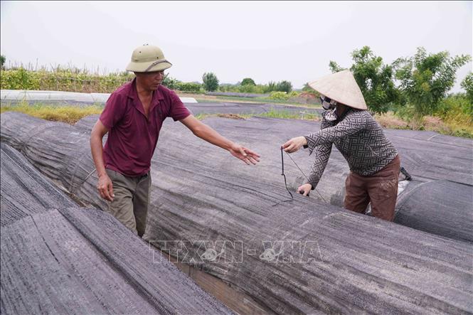 Người trồng màu ở xã Quỳnh Phụ gia cố thêm khung, màng nilon, tấm che chắn mưa, gió cho rau màu, phòng chống bão số 3 sắp vào đất liền. Ảnh: Nguyễn Công Hải – TTXVN