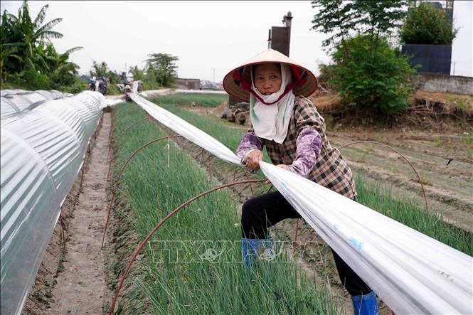 Người dân trồng màu ở xã Quỳnh Phụ, tỉnh Hưng Yên thay tấm nilong mới, che chắn cho rau màu chuẩn bị đến kỳ thu hoạch, ứng phó với bão sắp đổ bộ. Ảnh: Nguyễn Công Hải – TTXVN