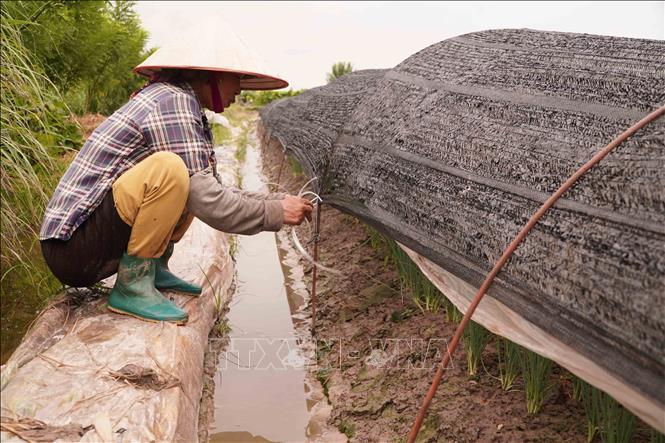 Từ ngày 19/7/2025, khu vực trồng rau màu ở xã Quỳnh Phụ, xuất hiện mưa, gió to, giông lốc khiến nhiều màng nilon che chắn rau màu của bà con bị rách nát, buộc phải thay tấm nilon mới chắc chắn hơn để phòng chống bão số 3. Ảnh: Nguyễn Công Hải – TTXVN