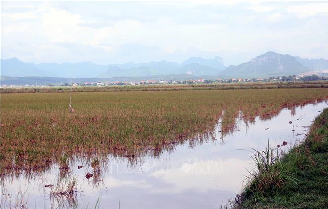 Hàng trăm ha lúa vụ Hè - Thu 2025 bị “mất trắng” tại xã Trường Ninh, tỉnh Quảng Trị. Ảnh: Tá Chuyên - TTXVN