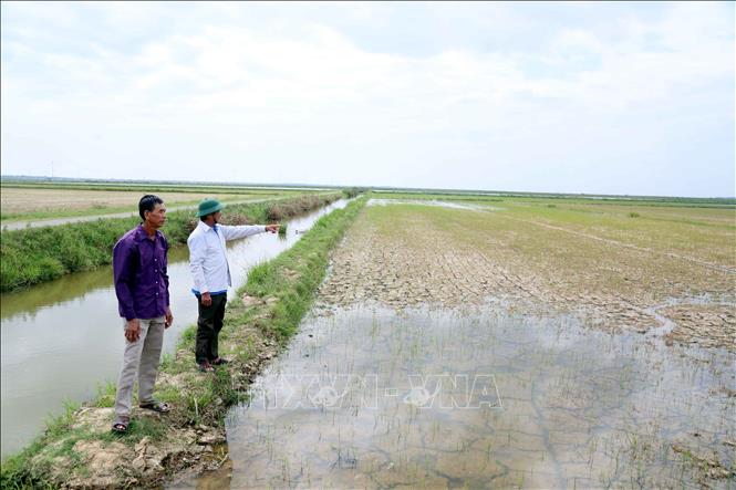 Nông dân xã Trường Ninh (tỉnh Quảng Trị) bất lực nhìn ruộng lúa vụ Hè - Thu mất trắng. Ảnh: Tá Chuyên - TTXVN