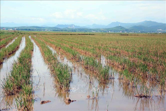 Hàng trăm ha lúa vụ Hè - Thu tại xã Trường Ninh 