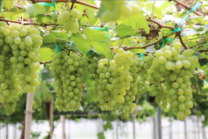 Vườn nho xanh trĩu quả chuẩn bị cho thu hoạch tại xã Ninh Phước, tỉnh Khánh Hòa. Ảnh: Nguyễn Thành – TTXVN