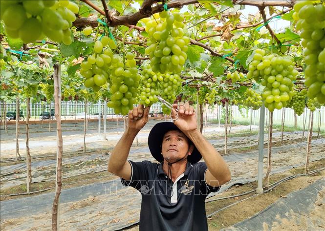 Ông Tống Minh Hải (xã Ninh Phước, tỉnh Khánh Hòa) chăm sóc vườn nho xanh chuẩn bị cho thu hoạch. Ảnh: Nguyễn Thành – TTXVN