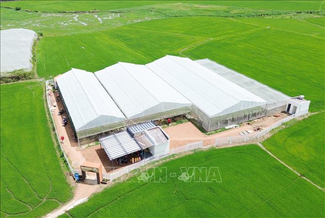 Mô hình trồng nho theo hướng nông nghiệp công nghệ cao tại xã Ninh Phước, tỉnh Khánh Hòa. Ảnh: Nguyễn Thành – TTXVN