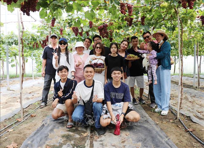 Du khách tham quan Trang trại nho Hoàng Yến (xã Ninh Phước, tỉnh Khánh Hòa). Ảnh: Nguyễn Thành – TTXVN