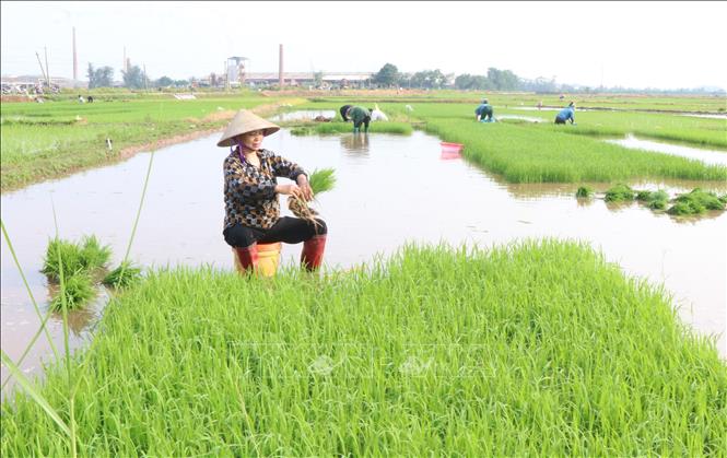 Nông dân phường Đào Viên, tỉnh Bắc Ninh, xuống đồng gieo cấy lúa mùa. Ảnh: Thanh Thương- TTXVN