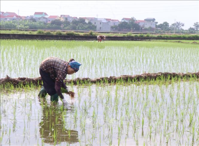 Nông dân phường Đào Viên, tỉnh Bắc Ninh, xuống đồng gieo cấy lúa mùa. Ảnh: Thanh Thương- TTXVN