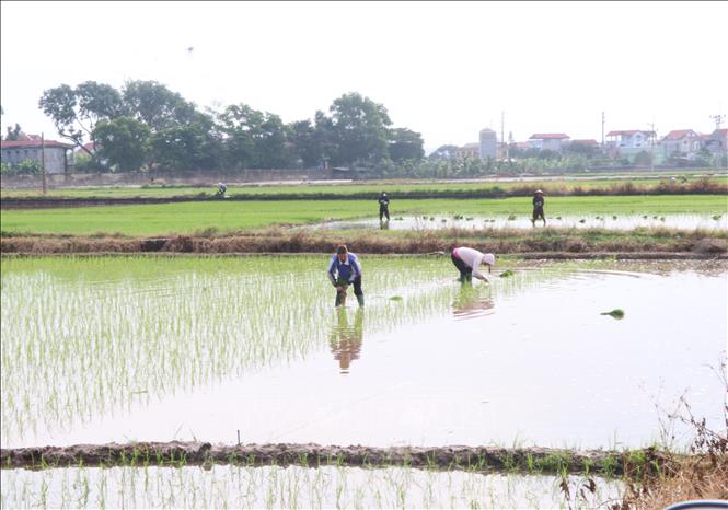 Nông dân phường Đào Viên, tỉnh Bắc Ninh xuống đồng gieo cấy lúa mùa. Ảnh: Thanh Thương- TTXVN