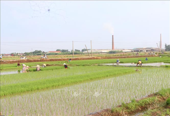 Nông dân phường Đào Viên, tỉnh Bắc Ninh xuống đồng gieo cấy lúa mùa. Ảnh: Thanh Thương- TTXVN