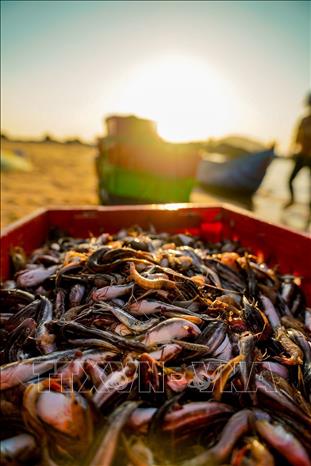 Những loại hải sản tươi mới được người dân thu mua từ thuyền cá. Ảnh: Khánh Hoà - TTXVN 