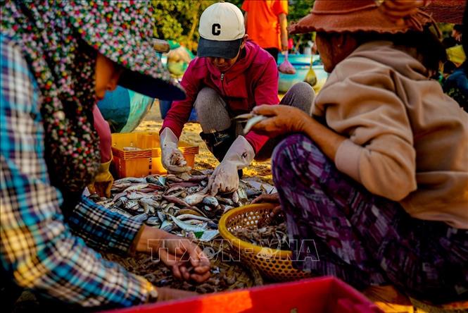 Sự nhộn nhịp, hối hả giống như bao chợ cá của làng chài ven biển. Ảnh: Khánh Hoà - TTXVN 