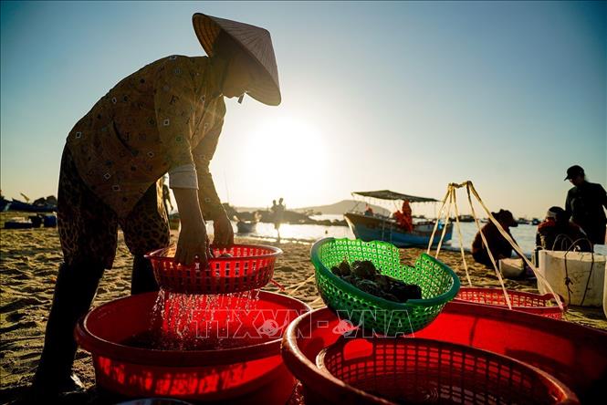 Chân chất, dân dã với những hình ảnh lao động quen thuộc của người dân làng chài. Ảnh: Khánh Hoà – TTXVN 