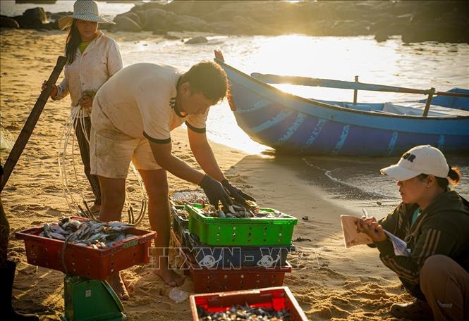 Hải sản vừa đánh bắt được thu mua trực tiếp. Ảnh: Khánh Hoà – TTXVN 
