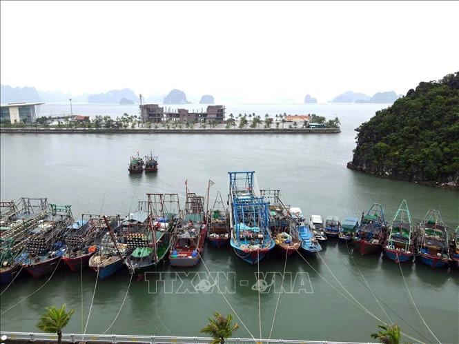 Tàu cá của ngư dân tránh trú bão tại khu vực cảng Ao Tiên, Đặc khu Vân Đồn, tỉnh Quảng Ninh. Ảnh: TTXVN phát