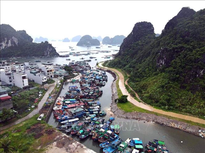 Tàu cá của ngư dân tránh trú bão tại khu vực cảng Cái Rồng, Đặc khu Vân Đồn, tỉnh Quảng Ninh. Ảnh: TTXVN phát