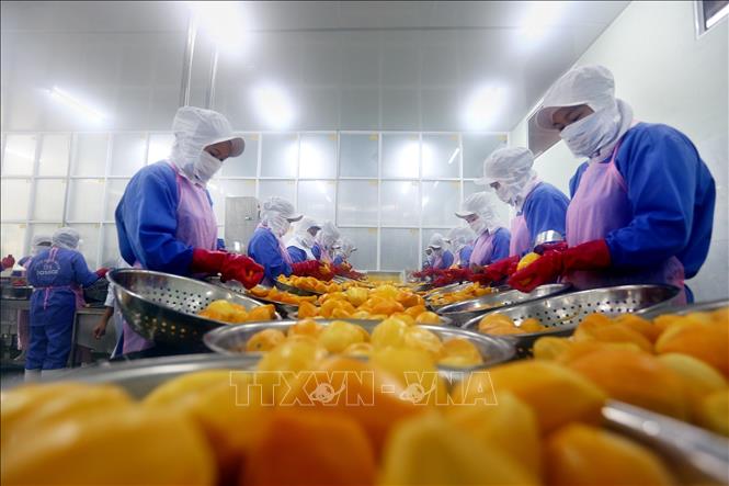 Việt Nam xuất khẩu sang Senegal chủ yếu là hạt tiêu, hàng dệt may, rau quả. Trong ảnh: Chế biến hoa quả xuất khẩu tại Công ty cổ phần Nafoods miền Nam (Long An). Ảnh: Danh Lam - TTXVN