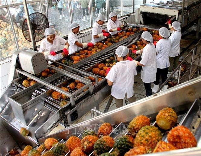 Việt Nam xuất khẩu sang Senegal chủ yếu là hạt tiêu, hàng dệt may, rau quả. Trong ảnh:Chế biến dứa xuất khẩu tại Công ty Cổ phần Thực phẩm xuất khẩu Đồng Giao, tỉnh Ninh Bình. Ảnh: Huy Hùng - TTXVN