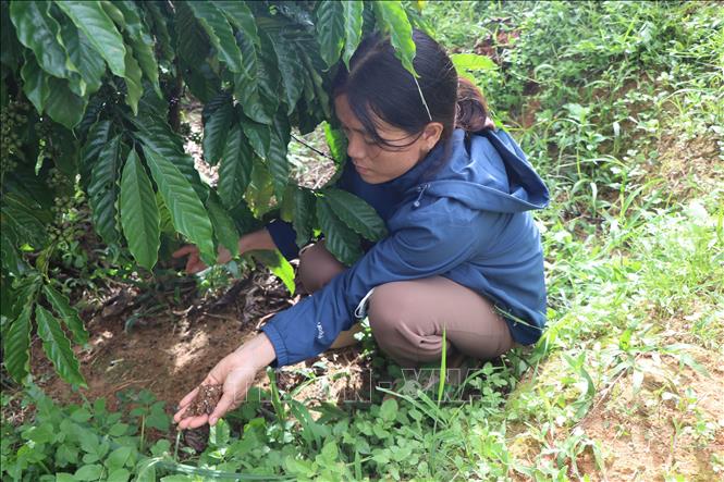 vna potal quang ngai phan bon khong tan cay ca phe rung trai stand
